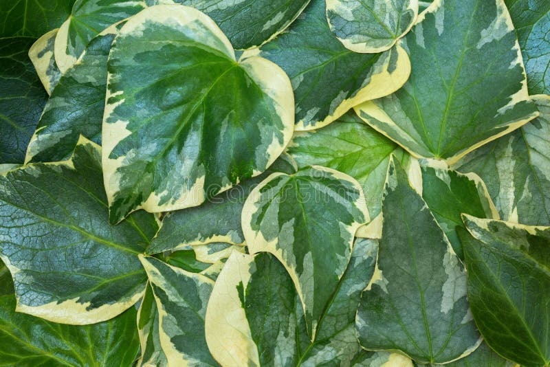 Сlose-up of Algerian ivy Hedera Algeriensis leaves. Abstract green background with picturesque two-color leaves